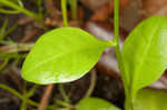 Seaside brookweed <BR>Water pimpernel